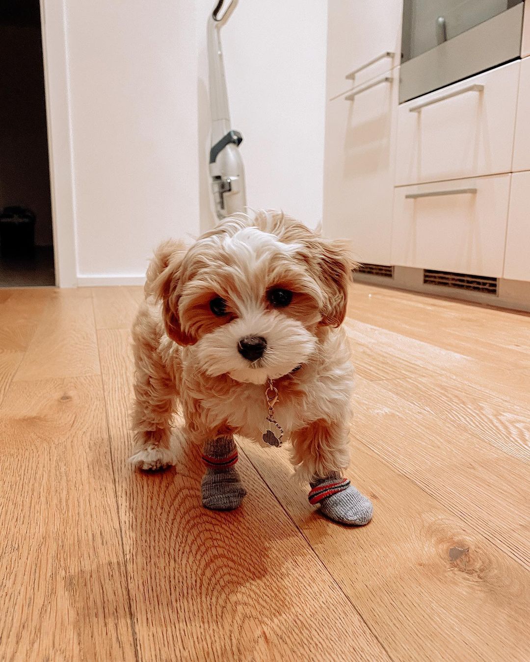 Maltipoo